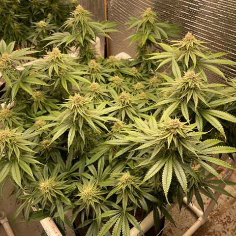 Calliope growlog timeline photo
