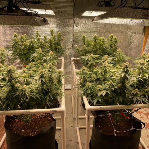 Ruth AKA The Natorious RBG growlog timeline photo