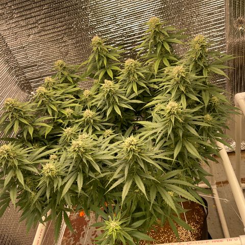 Freya growlog timeline photo