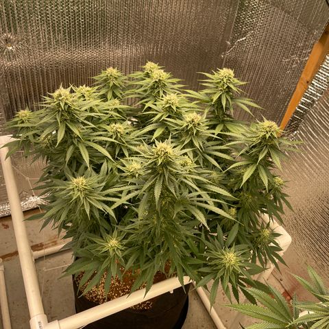 Penelope growlog timeline photo