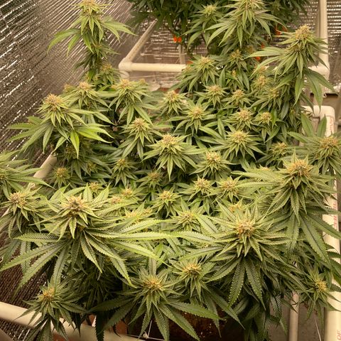 Ruth AKA The Natorious RBG growlog timeline photo