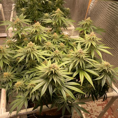 Calliope growlog timeline photo