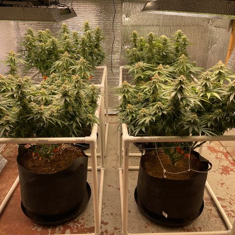 Ruth AKA The Natorious RBG growlog timeline photo
