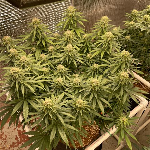 Freya growlog timeline photo