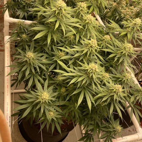 Penelope growlog timeline photo