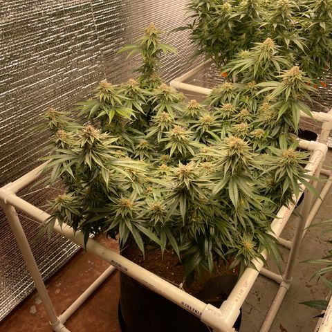 Ruth AKA The Natorious RBG growlog timeline photo