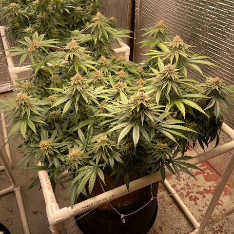 Calliope growlog timeline photo
