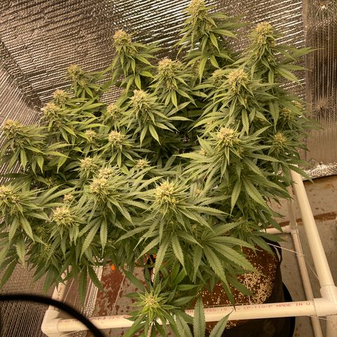 Freya growlog timeline photo