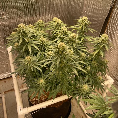 Penelope growlog timeline photo