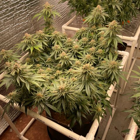 Ruth AKA The Natorious RBG growlog timeline photo
