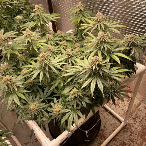 Calliope growlog timeline photo
