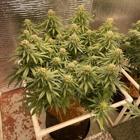 Freya growlog timeline photo