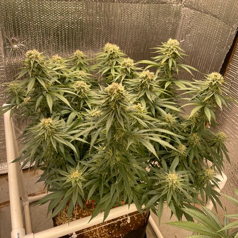 Penelope growlog timeline photo