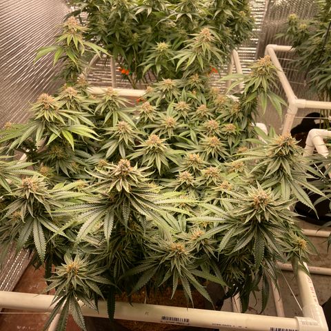 Ruth AKA The Natorious RBG growlog timeline photo