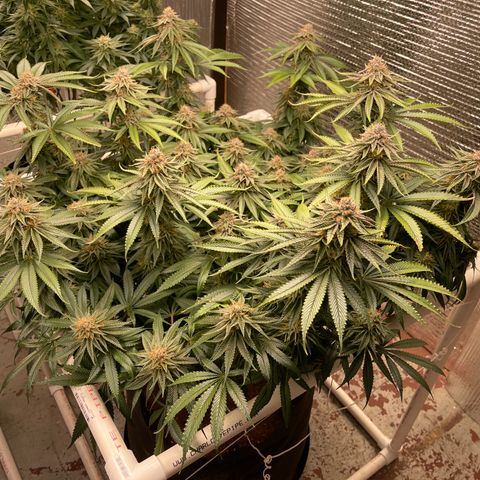 Calliope growlog timeline photo