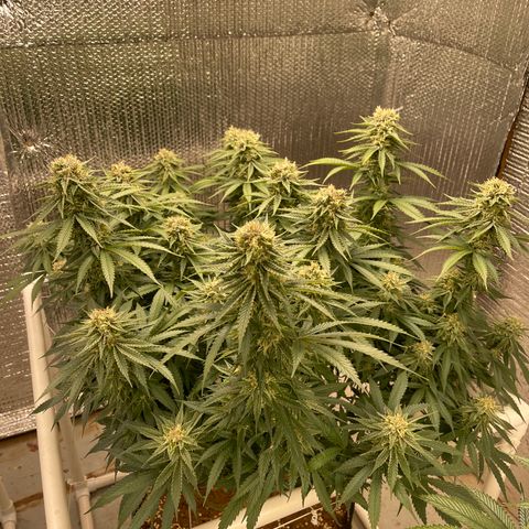 Penelope growlog timeline photo