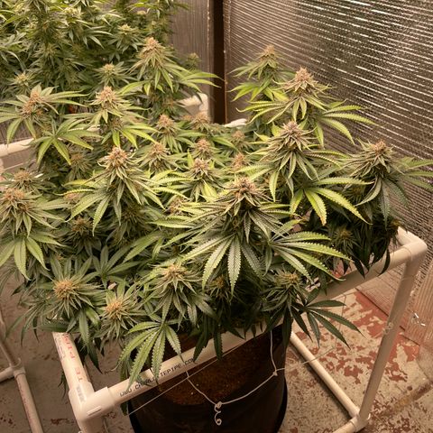Calliope growlog timeline photo