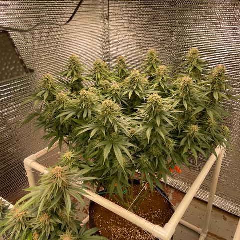 Freya growlog timeline photo