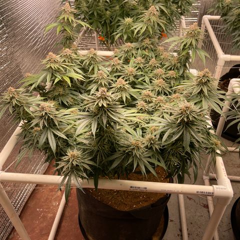 Ruth AKA The Natorious RBG growlog timeline photo