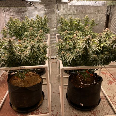 Ruth AKA The Natorious RBG growlog timeline photo