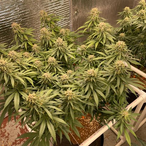 Freya growlog timeline photo