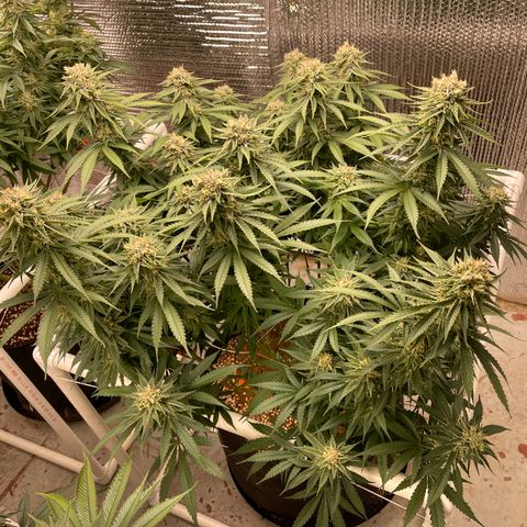 Penelope growlog timeline photo