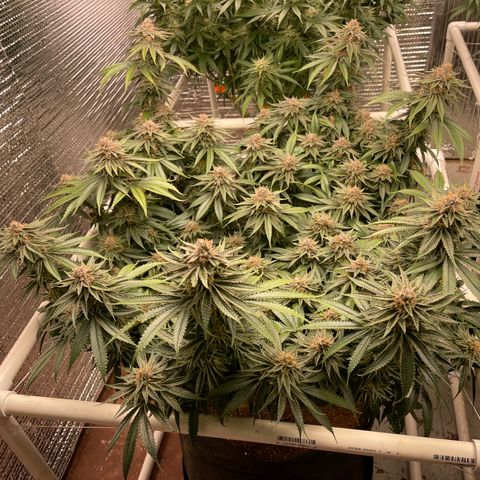 Ruth AKA The Natorious RBG growlog timeline photo