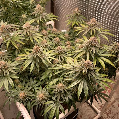 Calliope growlog timeline photo