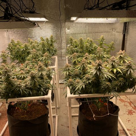 Ruth AKA The Natorious RBG growlog timeline photo