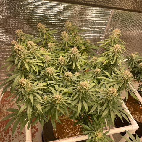 Freya growlog timeline photo