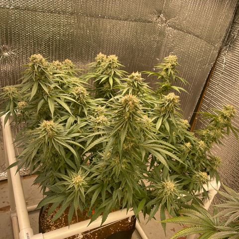 Penelope growlog timeline photo