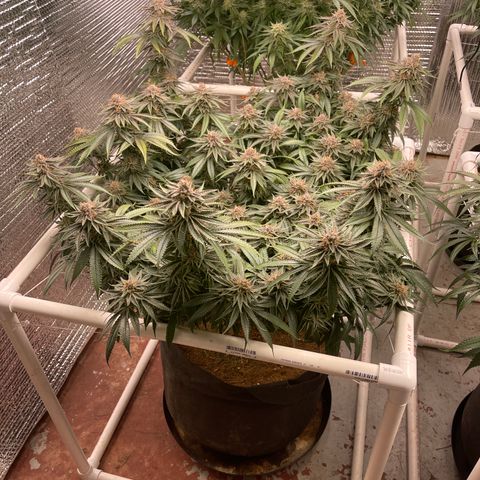 Ruth AKA The Natorious RBG growlog timeline photo