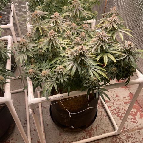 Calliope growlog timeline photo