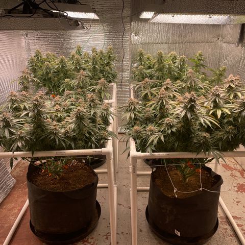 Ruth AKA The Natorious RBG growlog timeline photo