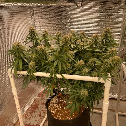 Freya growlog timeline photo