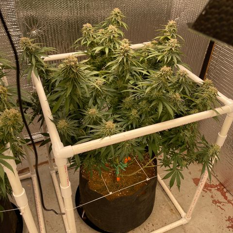Penelope growlog timeline photo