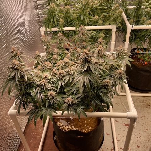 Ruth AKA The Natorious RBG growlog timeline photo