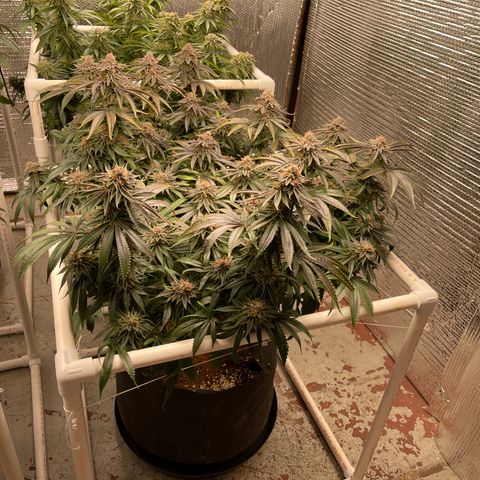 Calliope growlog timeline photo
