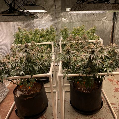 Ruth AKA The Natorious RBG growlog timeline photo