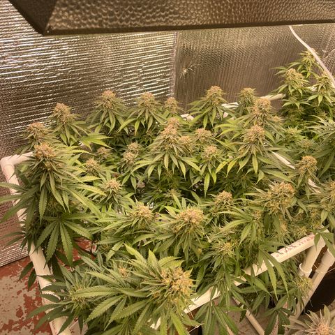 Freya growlog timeline photo