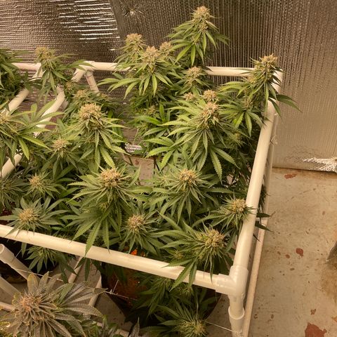 Penelope growlog timeline photo