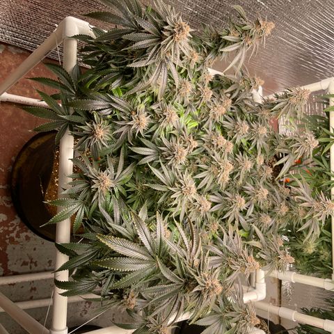 Ruth AKA The Natorious RBG growlog timeline photo