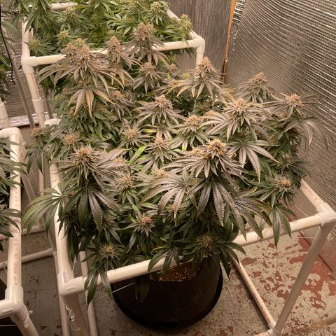 Calliope growlog timeline photo