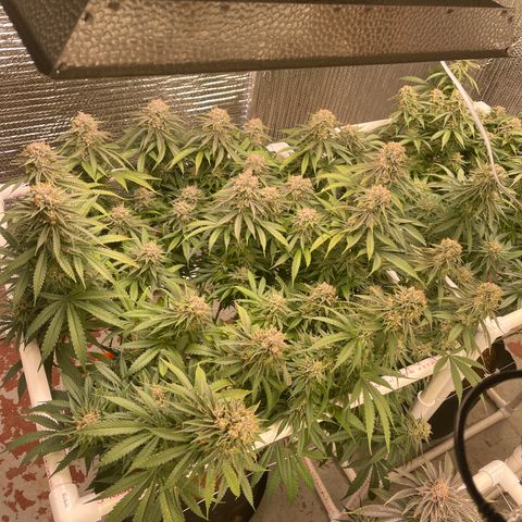 Freya growlog timeline photo