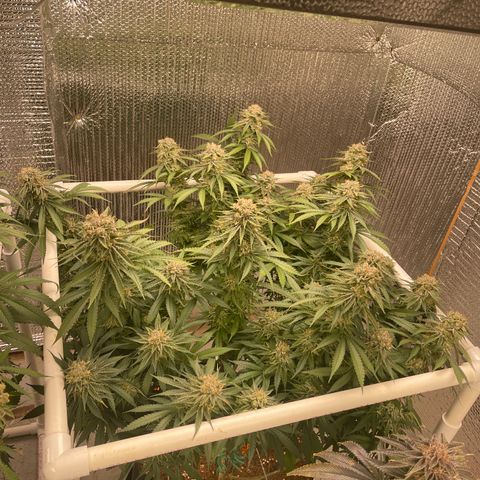 Penelope growlog timeline photo