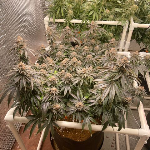 Ruth AKA The Natorious RBG growlog timeline photo