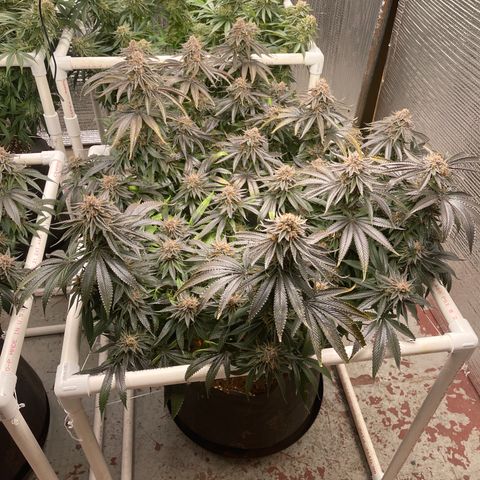 Calliope growlog timeline photo