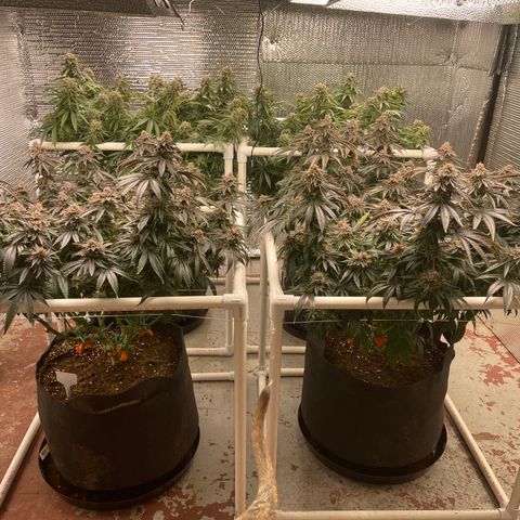 Ruth AKA The Natorious RBG growlog timeline photo