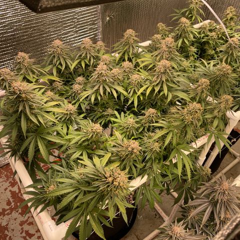 Freya growlog timeline photo