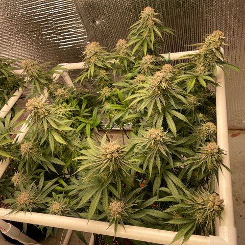Penelope growlog timeline photo